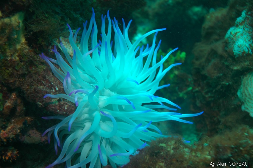 Anémone Géante (Condylactis gigantea).