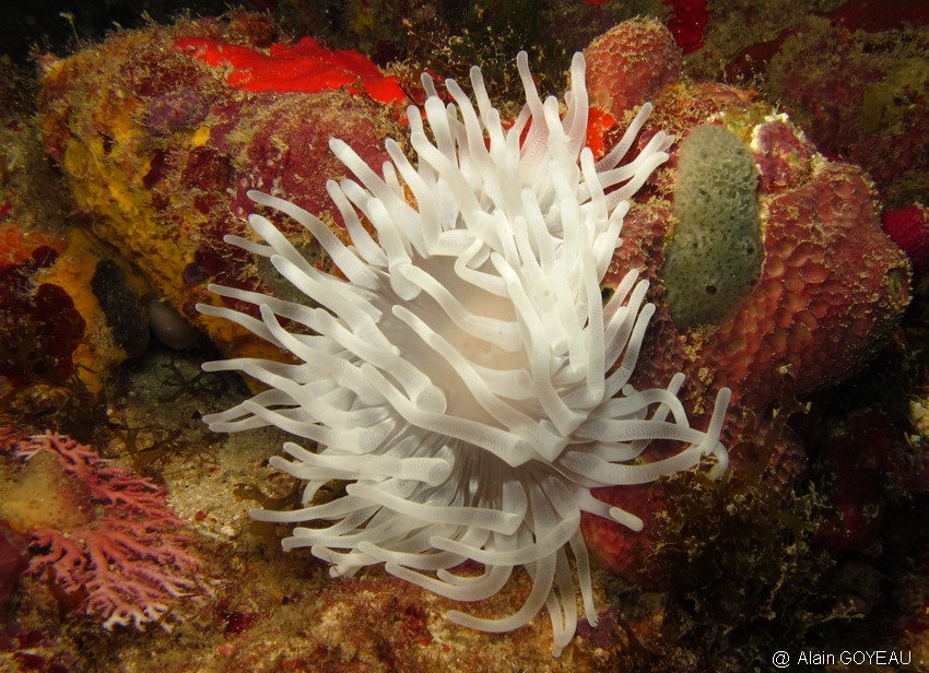 Anémone Géante (Condylactis gigantea).