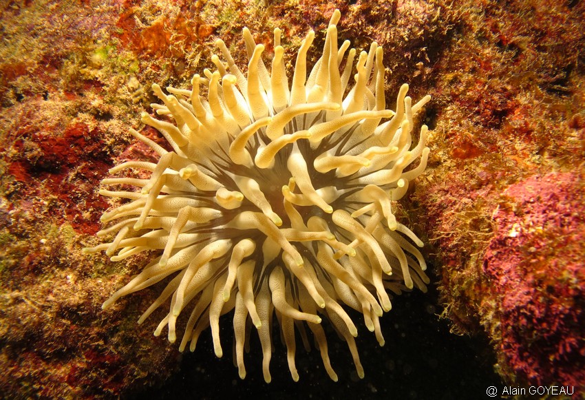 Anémone Géante (Condylactis gigantea).