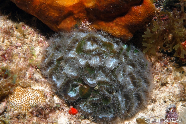 Corail Fleur Épineux (Mussa-angulosa).