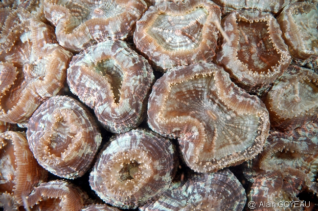 Corail Fleur Épineux (Mussa-angulosa).