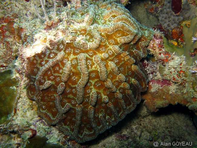 Corail charnu - Mycetophyllia aliciae