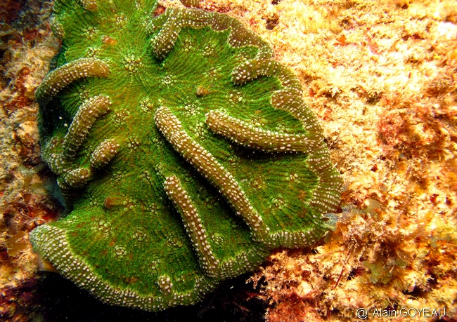 Corail charnu - Mycetophyllia aliciae