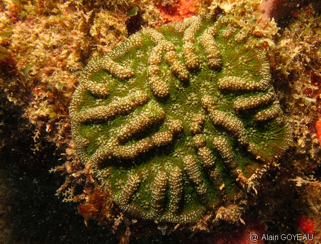 Corail charnu - Mycetophyllia aliciae