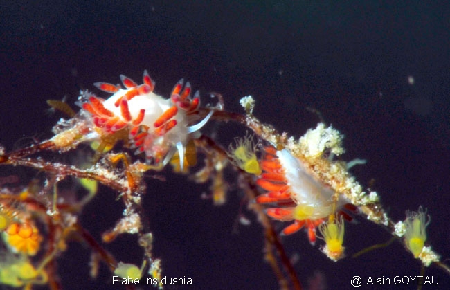 Flabellina dushia