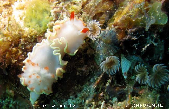 Glossodoris sedna