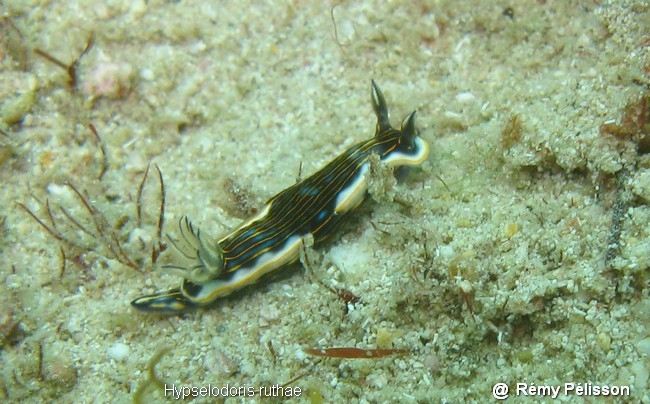 Hypselodoris ruthae