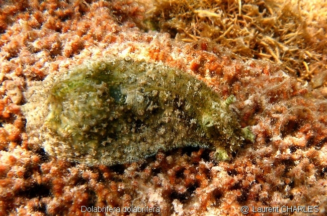 Dolabrifera dolabrifera