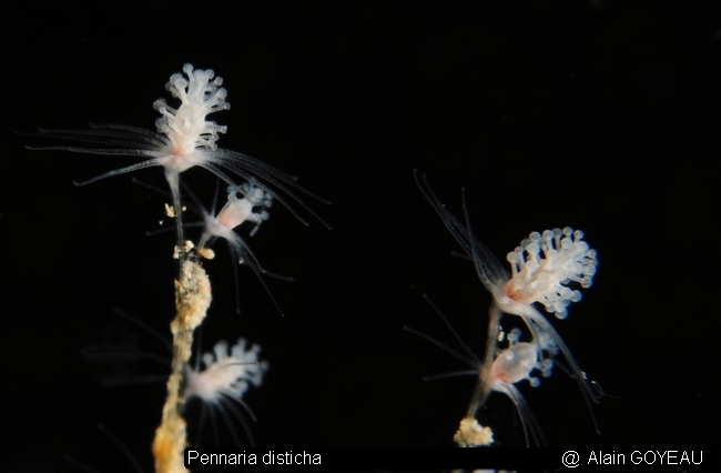 Hydraire- Pennaria disticha