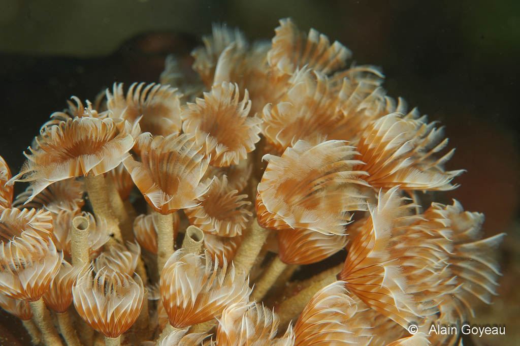 Sabelle Sociale - Bispira brunnea