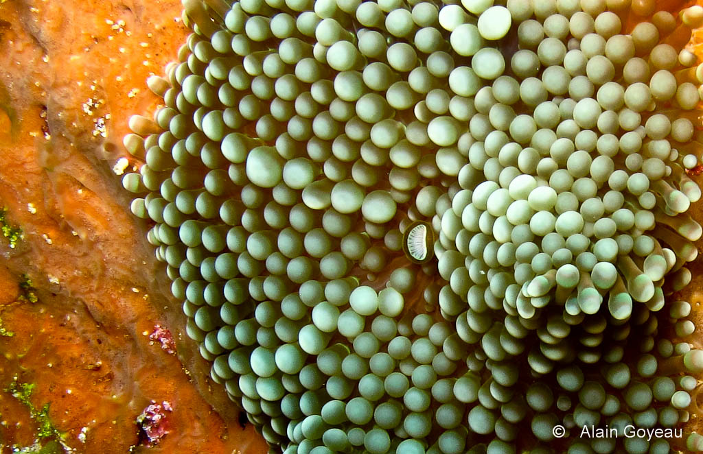 Ricordea florida