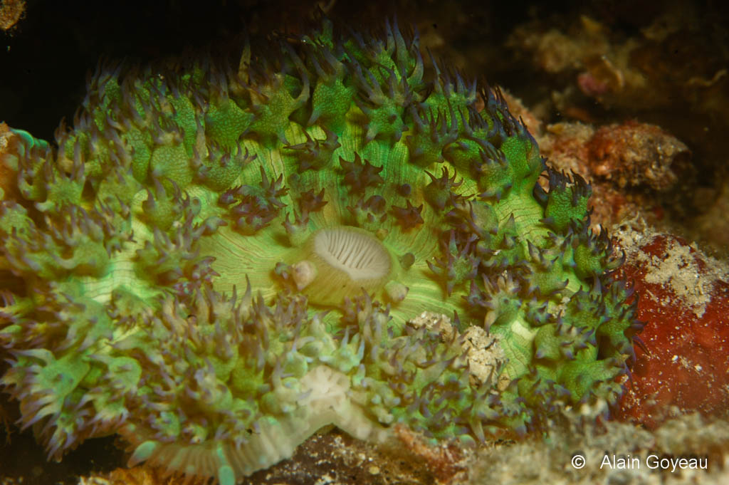 Rhodactis asculifera