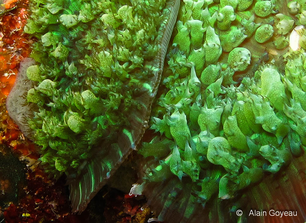 Rhodactis asculifera