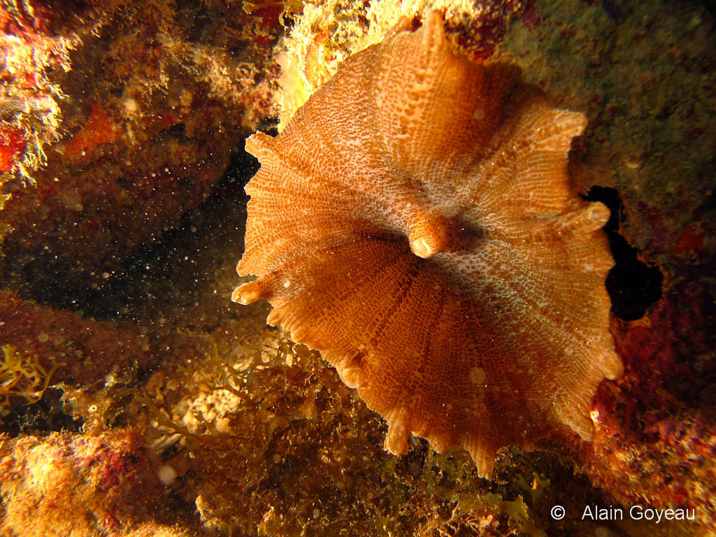 Le Corallimorphaire Ombrelle (Discosoma neglecta)