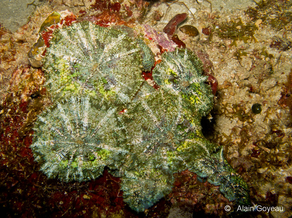 Le Corallimorphaire Parapluie (Discosoma neglecta)