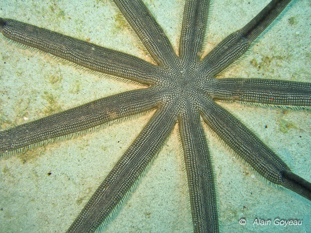 L'Etoile de Mer Sénégalaise (Luidia senegalensis).
