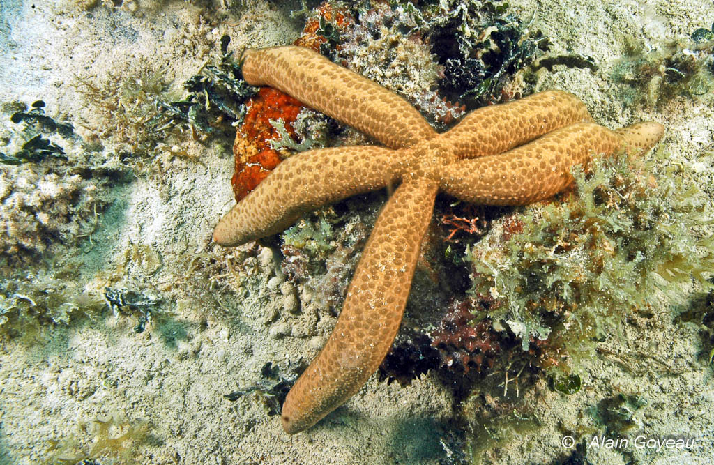 L'Etoile de Mer Comète de Floride (Linckia guildingli).