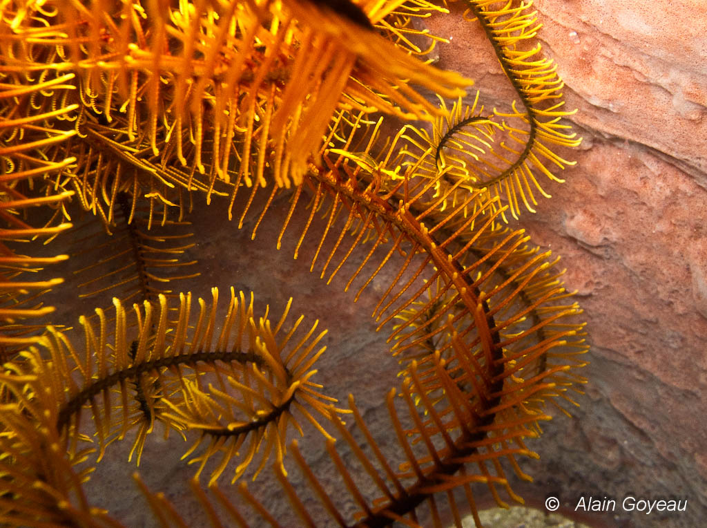 La Comatule Dorée (Davidaster rubiginosa).