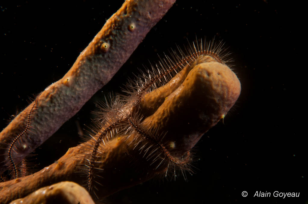 L'Ophiure des éponges (Ophiothrix suensonii).