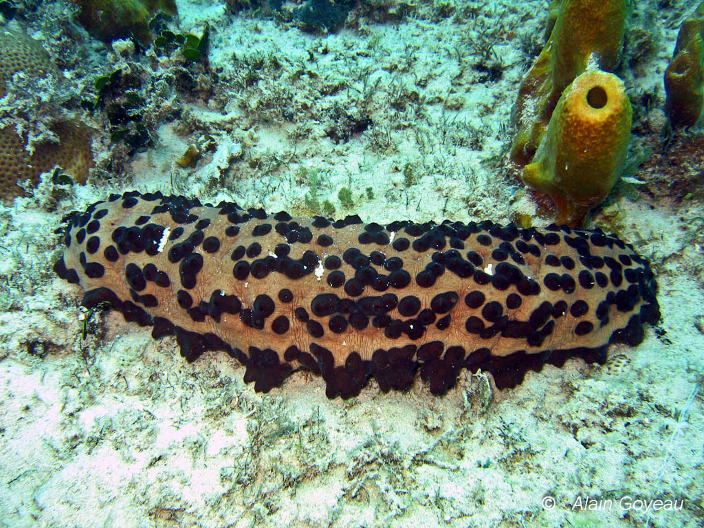 Holothurie Pointillée (Isostichopus badionotus).