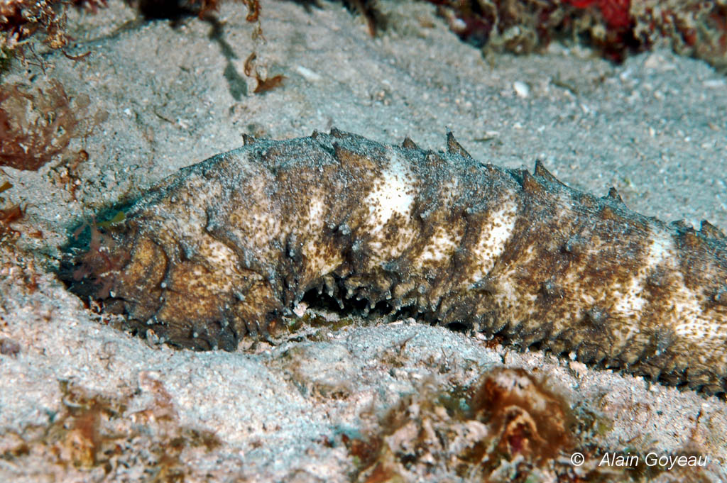 Holothurie Queue de Tigre (Holothuria thomasi).