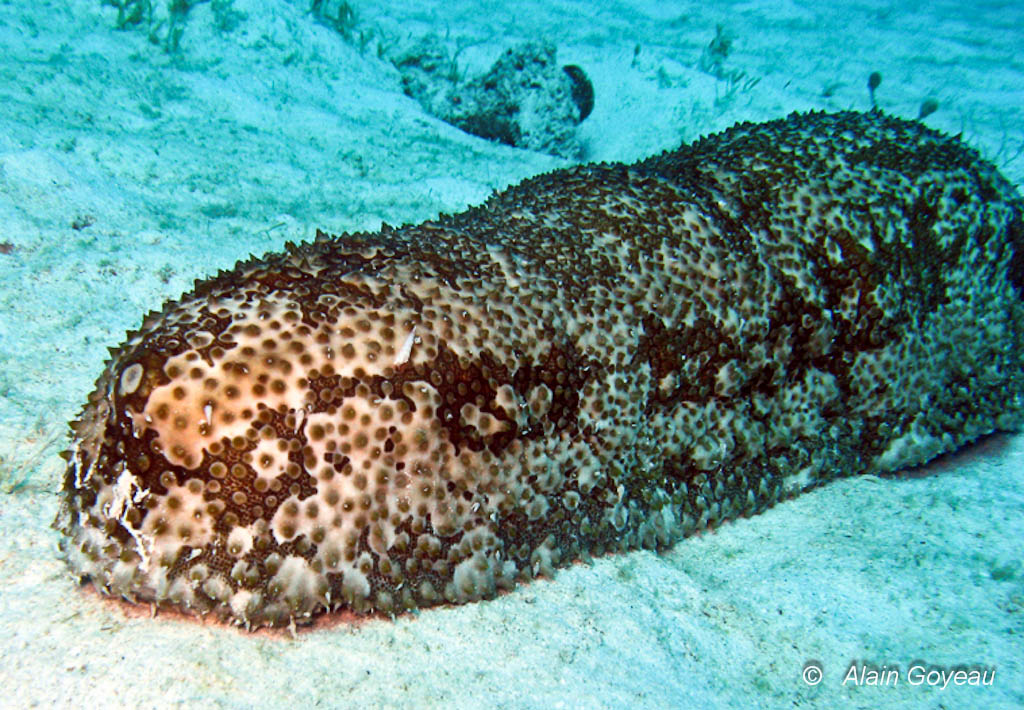 Holothurie à Fourrure (Astichopus multificus).