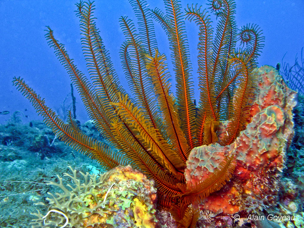 La Comatule Dorée (Davidaster rubiginosa).