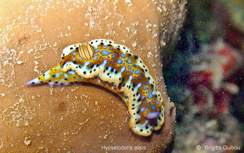 Hypeselodoris alaini