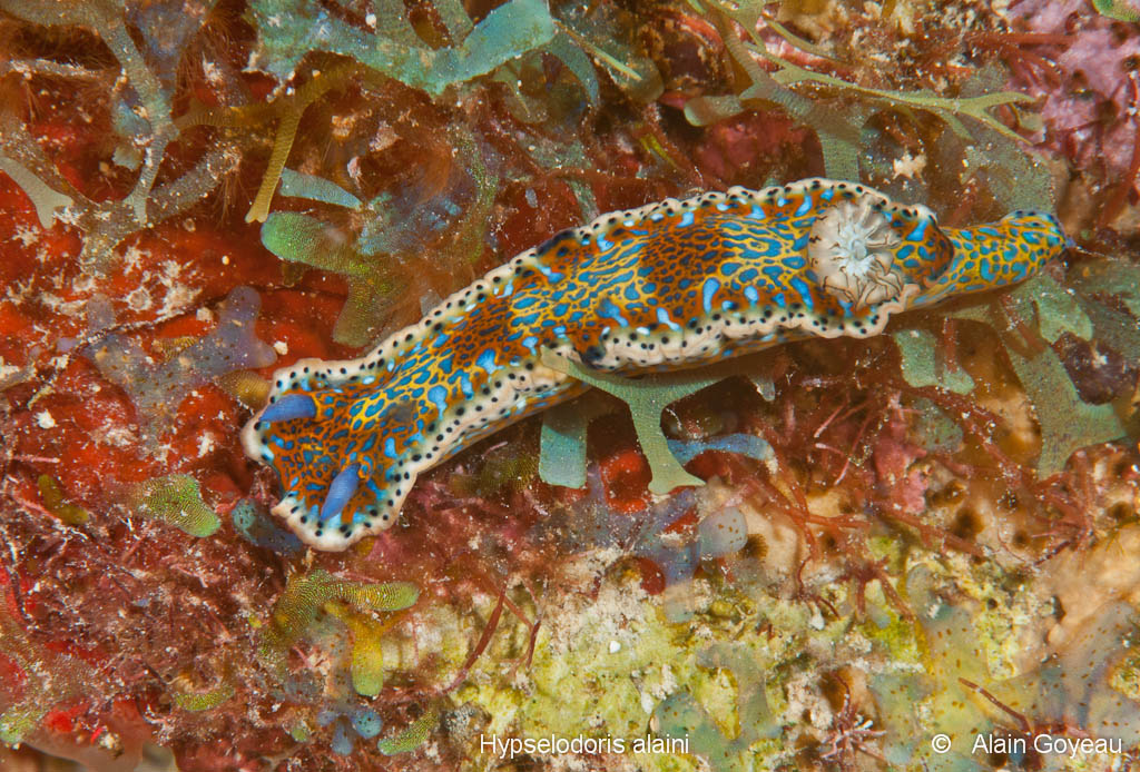 Hypeselodoris alaini