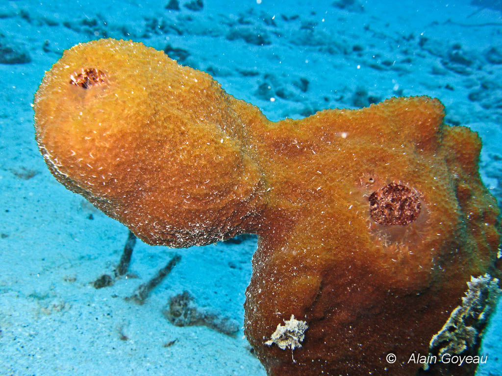 Eponge Pa-touche (Neofibularia nolitangere). Eponge Pa-touche (Neofibularia nolitangere).