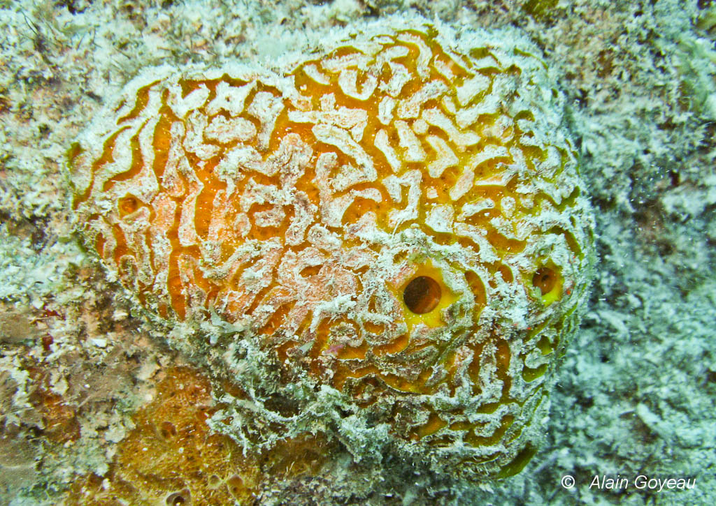 l’Eponge Styx (Myrmekioderma styx).  l’Eponge Styx (Myrmekioderma styx).