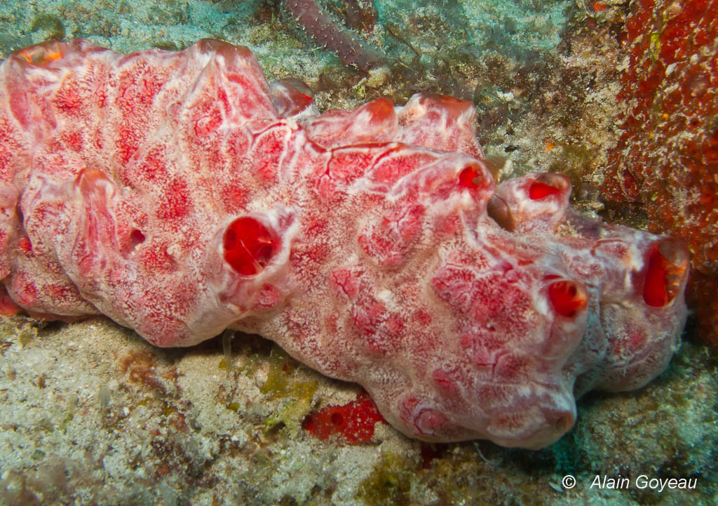 L' Eponge de Feu (Tedania ignis). L' Eponge de Feu (Tedania ignis).