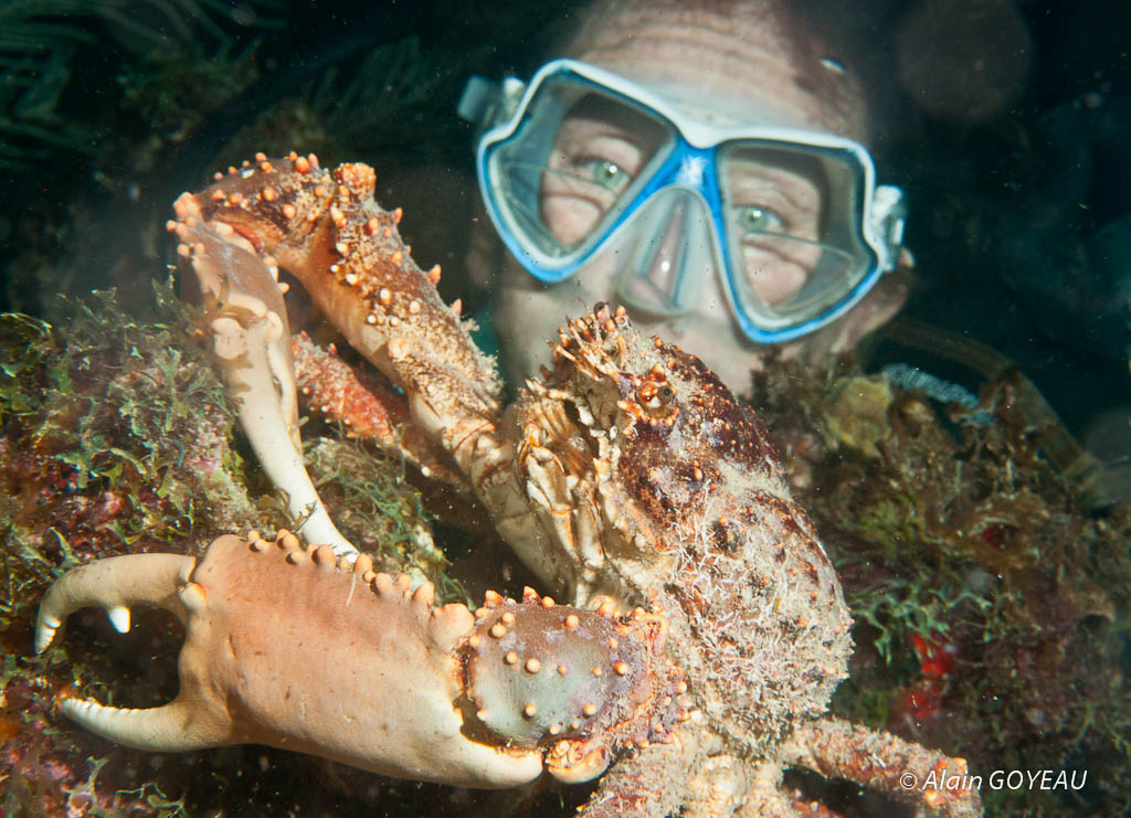 Crabe Araignée