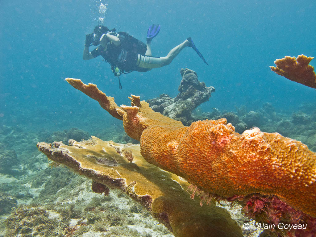 Corail Corne d'Elan