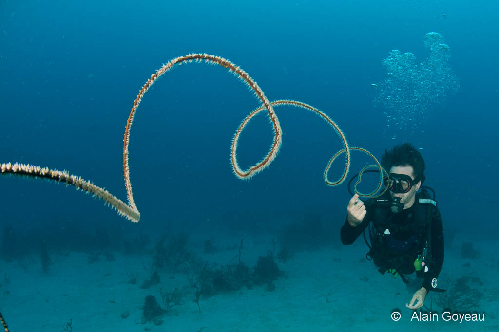 Corail Fil de Fer.
