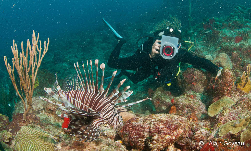 Poisson Lion